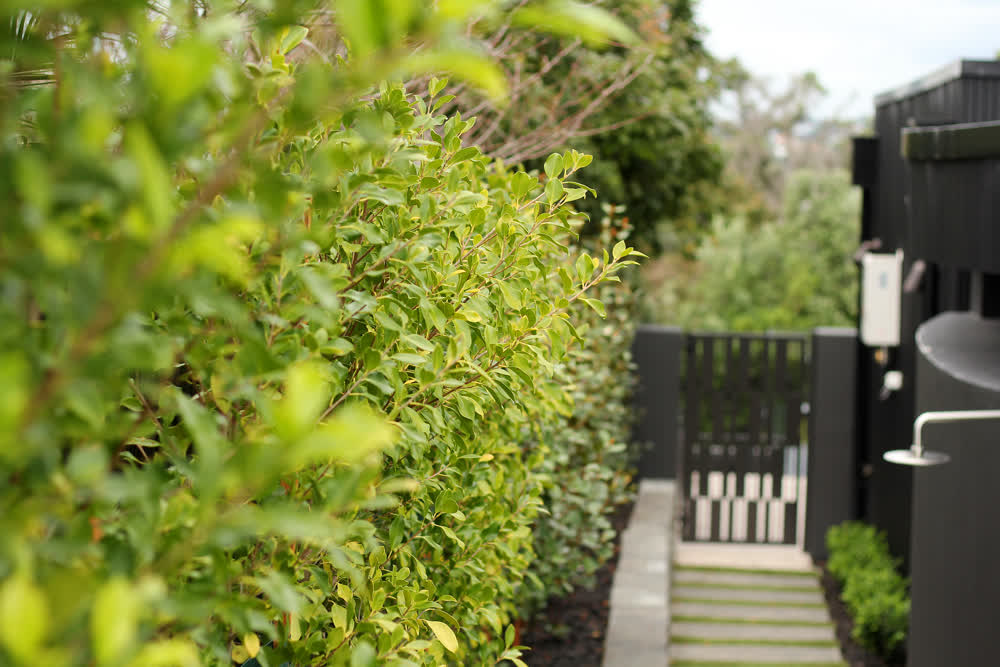 Paved path and hedge design leading to gate